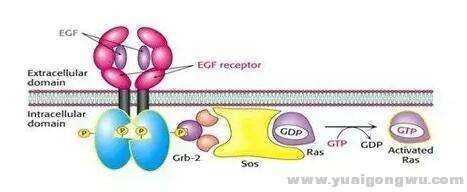 EGFR-1.jpg