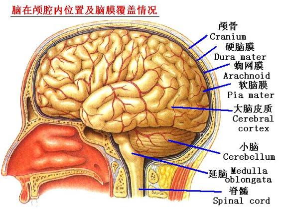 脑膜结构.JPG