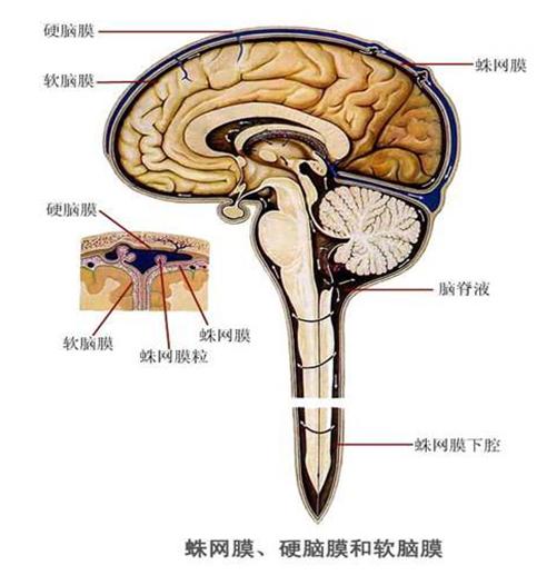 脑膜结构2.JPG