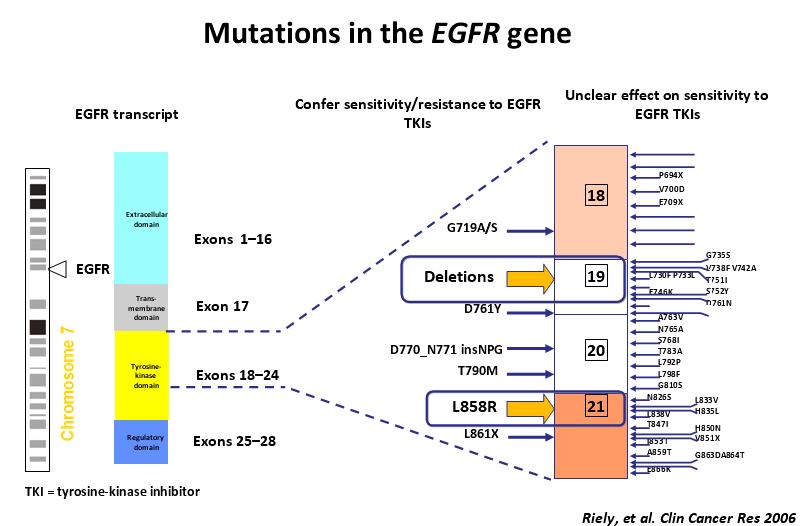 EGFR mutation.JPG