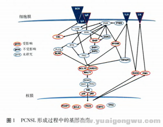 原发性中枢神经系统淋巴瘤发病机制研究进展1.png